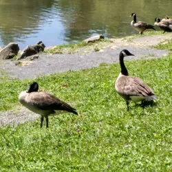 Little Beaver State Park - Beckley