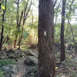 Appalachian Trail (Nearby Access) - Charles Town