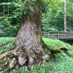 Kanawha State Forest - Charleston