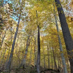 Kanawha State Forest - Charleston