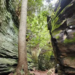 Coopers Rock State Forest - Morgantown