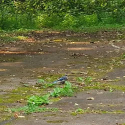 Weirton Community Park - Weirton