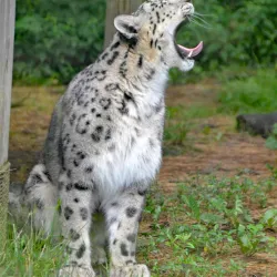 Oglebay Good Zoo - Wheeling