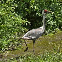 Oglebay Good Zoo - Wheeling