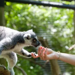 Oglebay Good Zoo - Wheeling