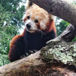 Oglebay Good Zoo - Wheeling