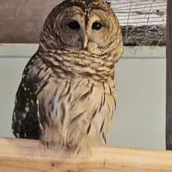 Oglebay Good Zoo - Wheeling