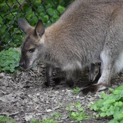 Oglebay Good Zoo - Wheeling