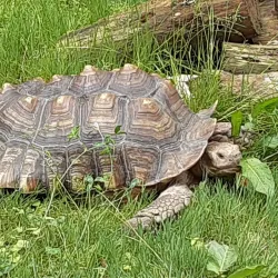 Oglebay Good Zoo - Wheeling