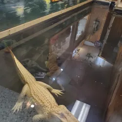 Oglebay Good Zoo - Wheeling