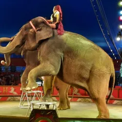 Circus World Museum - Baraboo