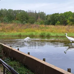 International Crane Foundation - Baraboo