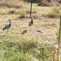 International Crane Foundation - Baraboo