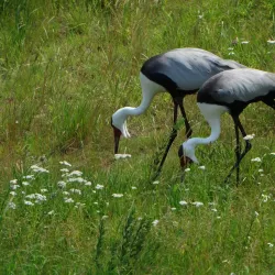 International Crane Foundation - Baraboo