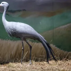 International Crane Foundation - Baraboo