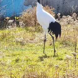 International Crane Foundation - Baraboo