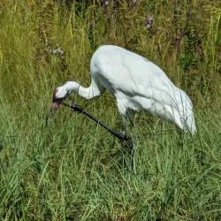 International Crane Foundation - Baraboo