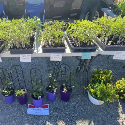 Beaver Dam Farmers Market - Beaver Dam