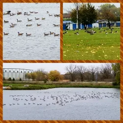 Beaver Dam Skate Park - Beaver Dam