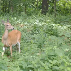 Carson Park - Eau Claire