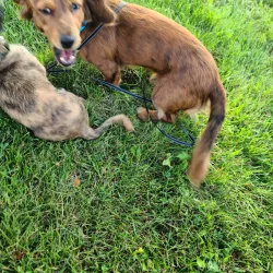 Walworth County Courthouse - Elkhorn