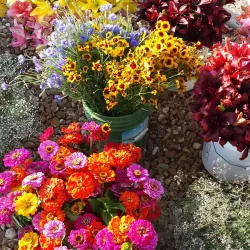 Fort Atkinson Farmers Market - Fort Atkinson