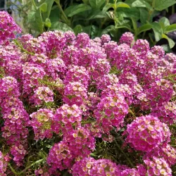 Kenosha HarborMarket - Kenosha