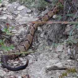 Hixon Forest - La Crosse