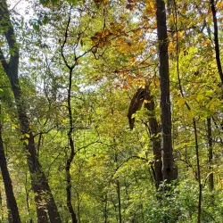 Hixon Forest - La Crosse