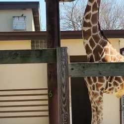 Henry Vilas Zoo - Madison