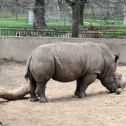 Henry Vilas Zoo - Madison