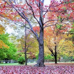 University of Wisconsin-Madison Arboretum - Madison