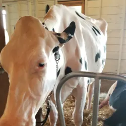 Central Park - Marshfield