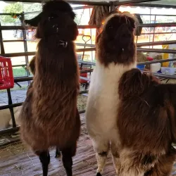 Marshfield Fairgrounds - Marshfield