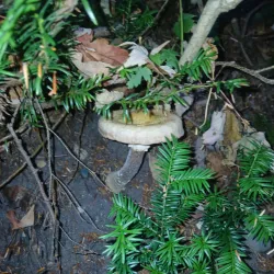 Riverside Park - Merrill