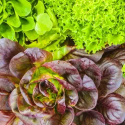 Osceola Farmers Market - Osceola