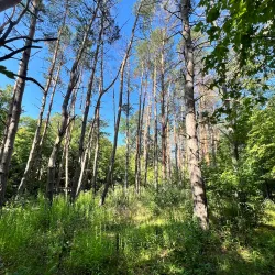 Osceola Trail System - Osceola