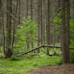 Pelican Lake - Rhinelander