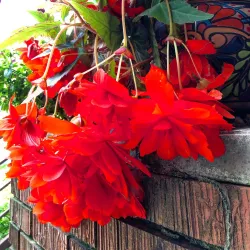 Downtown River Falls - River Falls