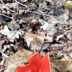 Kinnickinnic River - River Falls