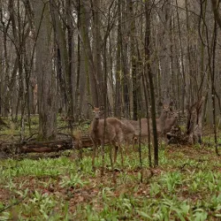 Wildwood Park - River Falls