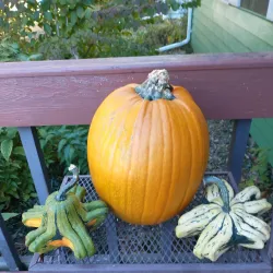 Two Rivers Farmers Market - Two Rivers