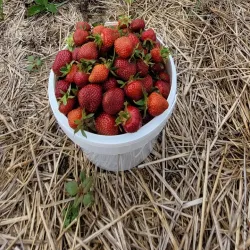 Two Rivers Farmers Market - Two Rivers