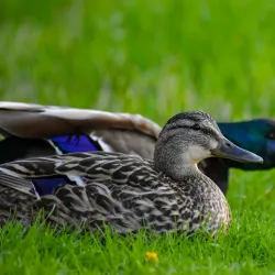 Frame Park - Waukesha