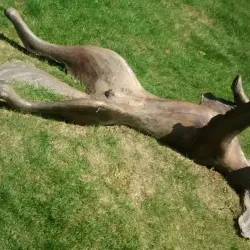 Leigh Yawkey Woodson Bird Sanctuary - Wausau