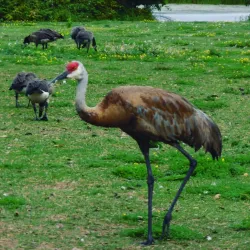 Riverside Park - Wausau