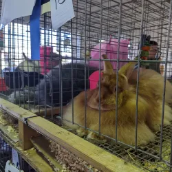 The Washington County Fair Park - West Bend