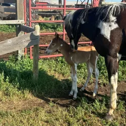 Terry Bison Ranch - Cheyenne