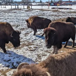 Terry Bison Ranch - Cheyenne