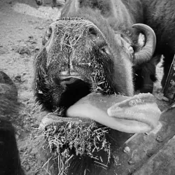 Terry Bison Ranch - Cheyenne